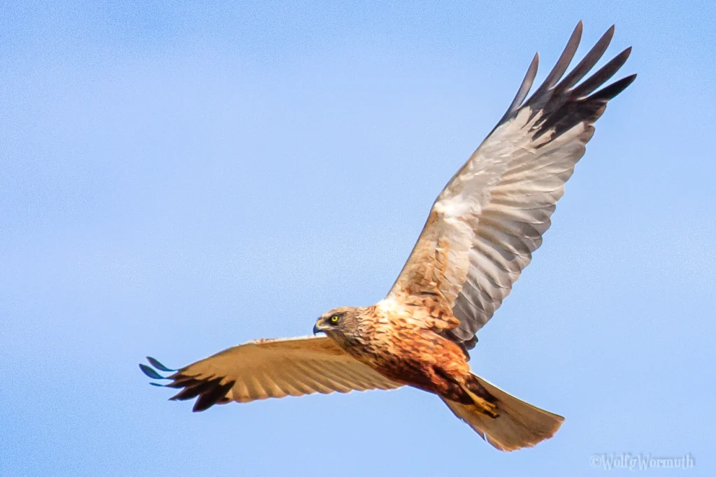 Naturaufnahmen - Adler in der Luft