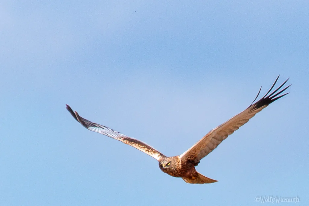 Rohrweihe (Greifvogel) - Wolfgang Wormuth