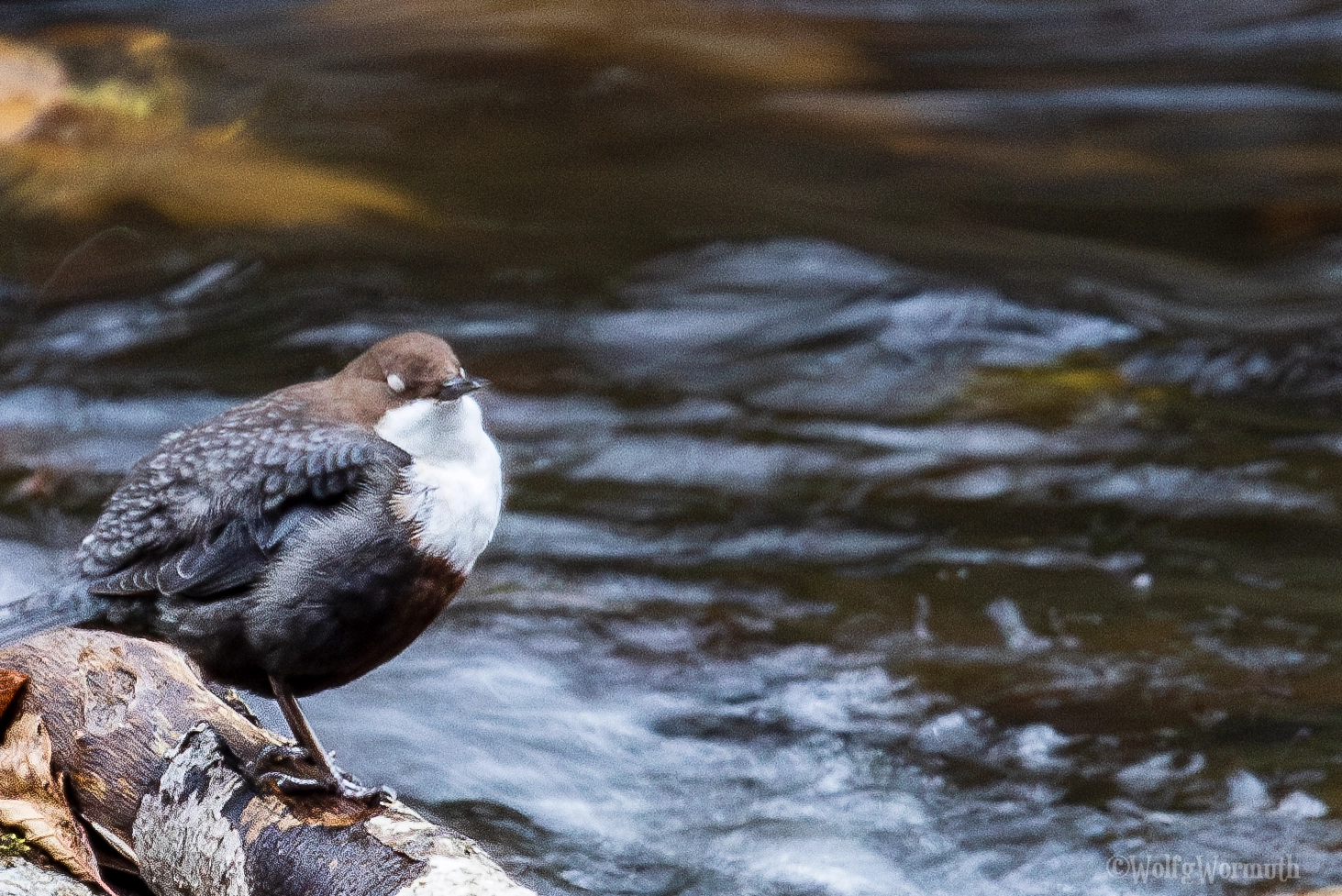 Wasseramsel - Wolfgang Wormuth