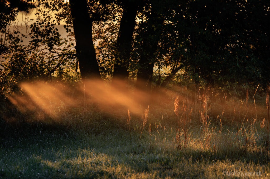 Sonnenaufgang im Gegenlicht und Nebel einen Meter über der Wiese. Bild wird durch den Nebel in einen unteren und oberen Teil geteilt.