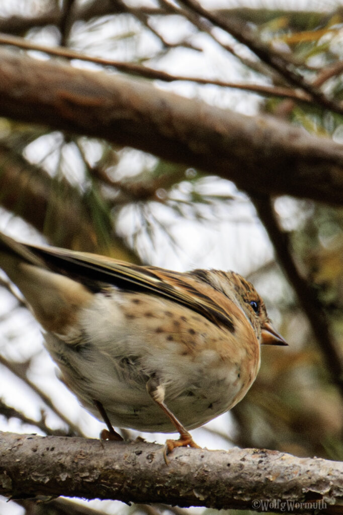 Bergfink von schräg hinten fotografiert. Steht auf einen dicken Ast. Dunkle Augen, starker Schnabel. Aufnahme in Schweden Seskarö.