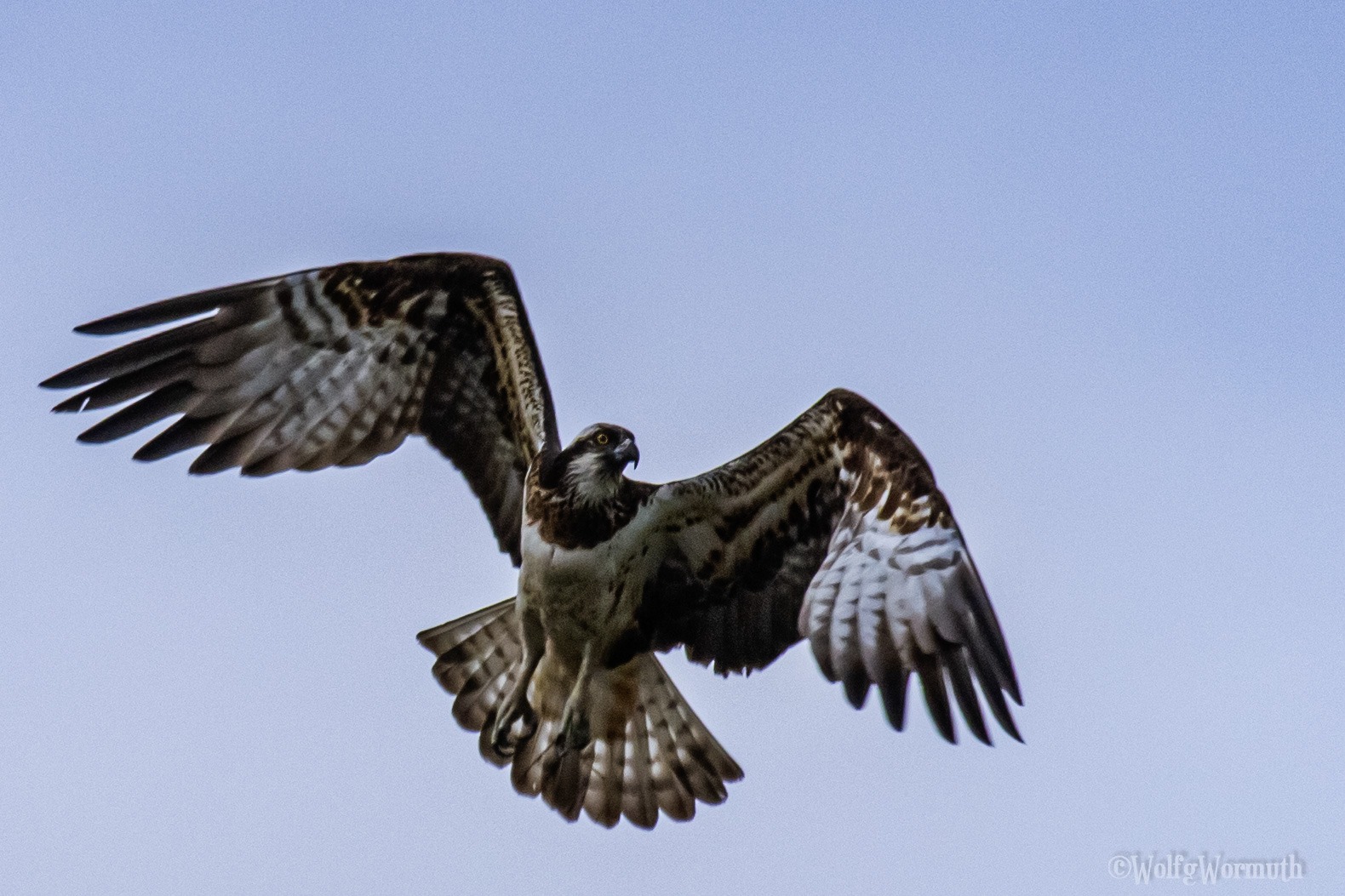 Fischadler von vorn im Flug zusehen