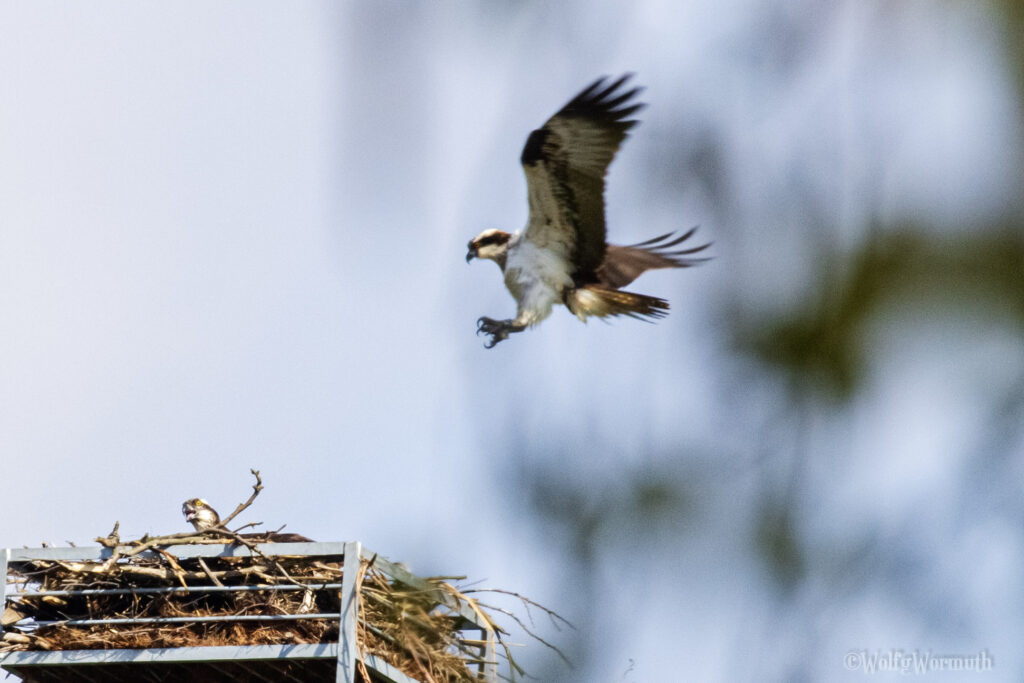 Zwei Fischadler am Nest . Kampf ums Nest.