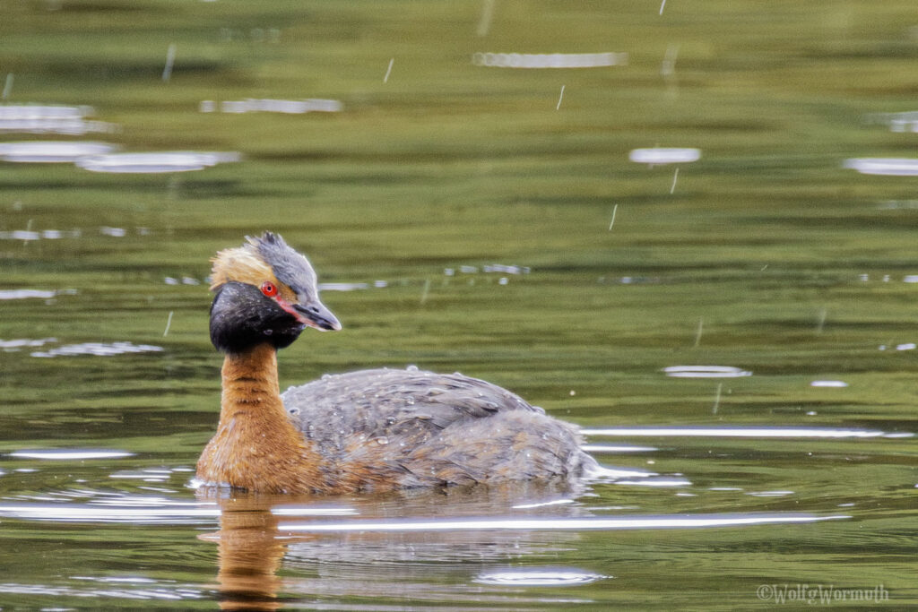 Lappentaucher; Ohrentaucher auf dem See und es regnet. Bunter Vogel.