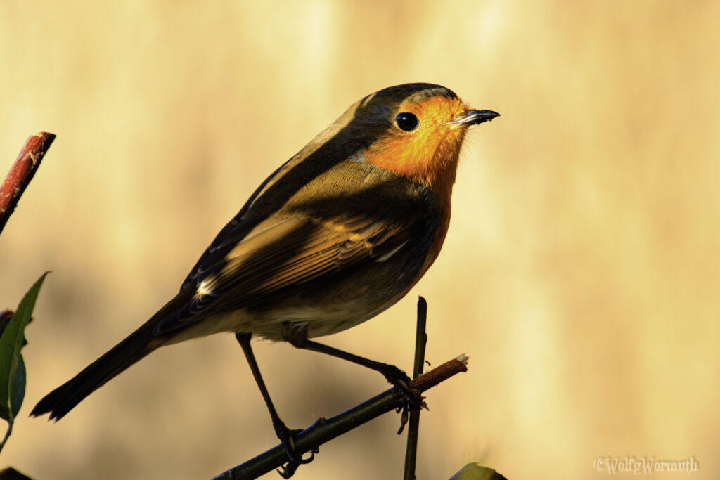 Singvogel im Sonnenaufgang.