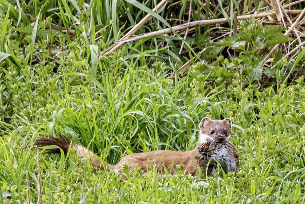 Marder mit Ratte im Gras. Ratte ist sehr groß.