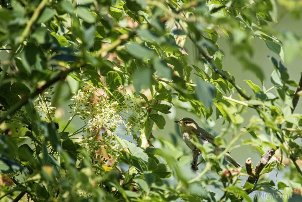Fitis auf einem Ast im Baum.