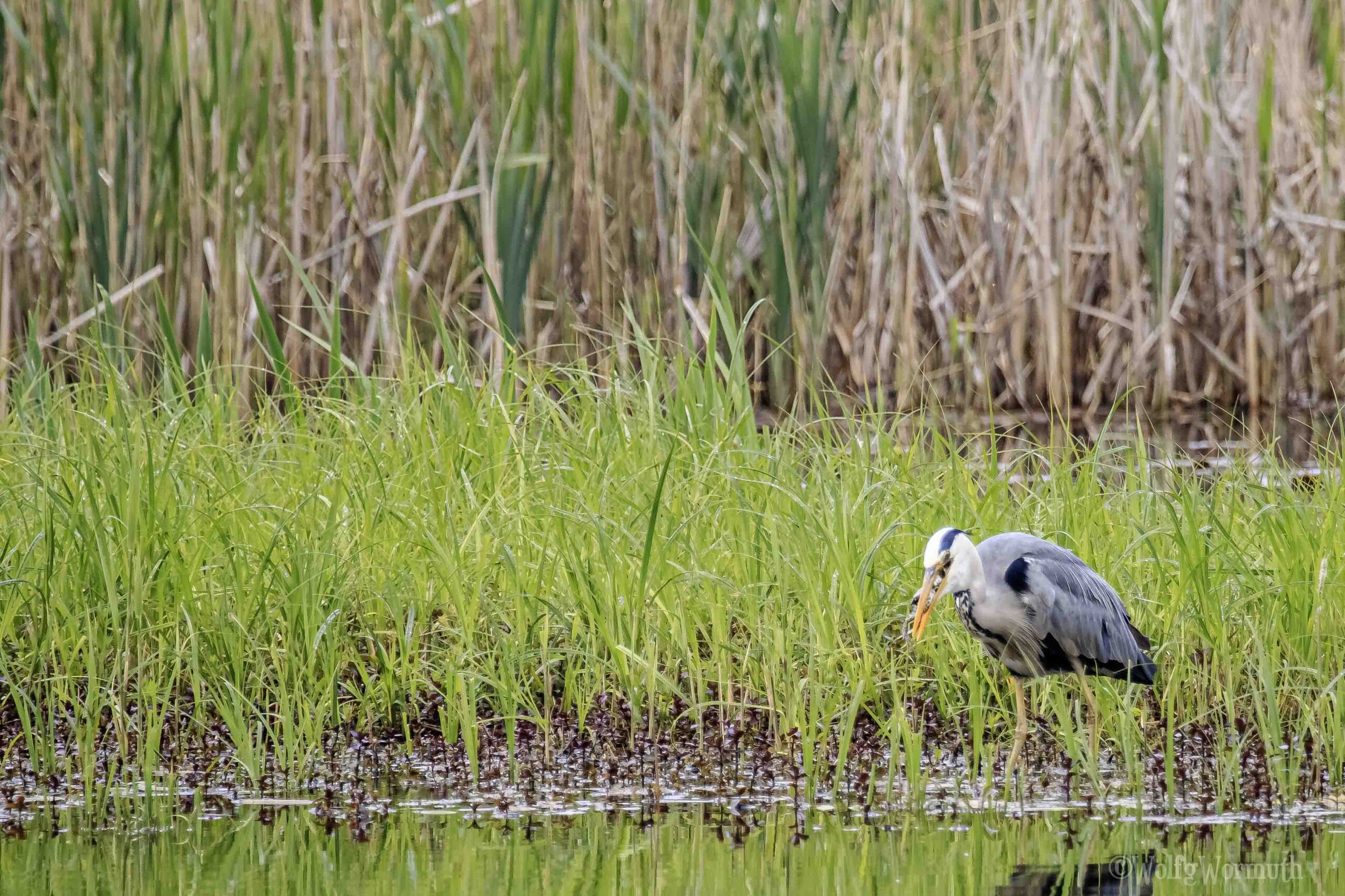 Graureiher beim verschlucken eines Froschs am Teich.