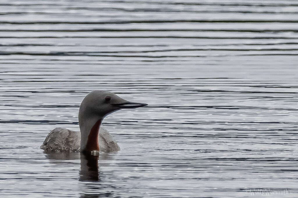 Sterntaucher auf dem Wasser