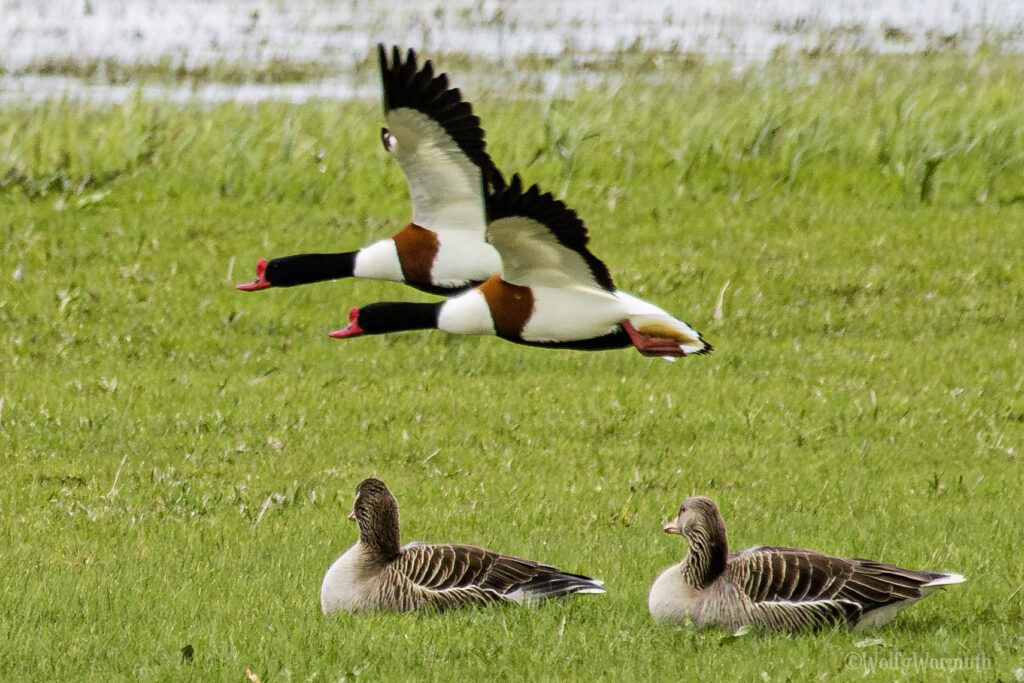 Zwei Brandgänse fliegen an zwei Graugänse die da sitzen vorbei.