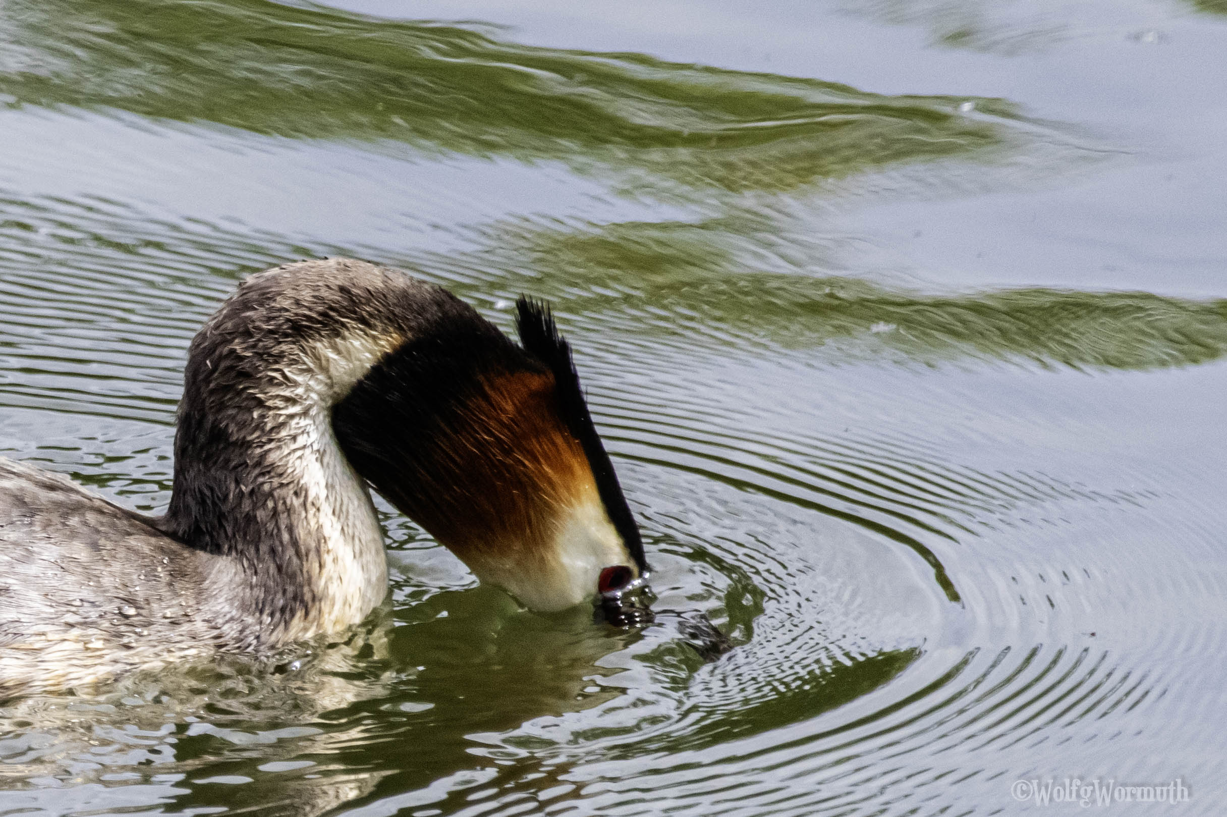 Haubentaucher auf dem Wasser und schaut durch die Wasseroberfläche nach Fischen aus.