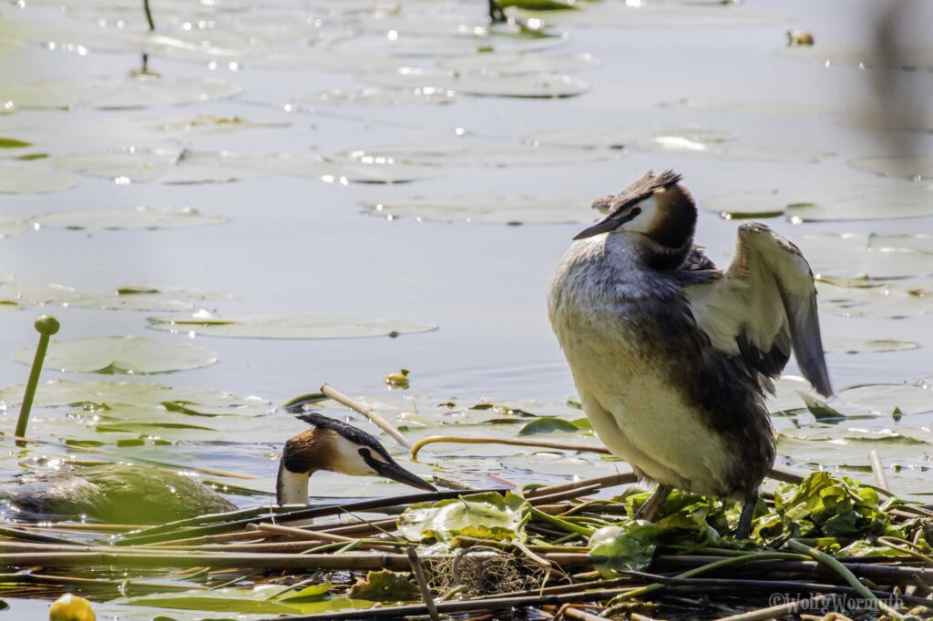 Haubentaucher auf dem Wasser und schaut durch die Wasseroberfläche nach Fischen aus