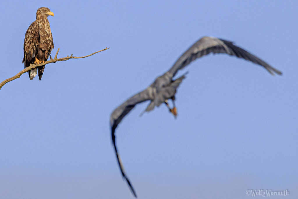 Seeadler auf einem Ast und ihm entgegen fliegt ein Graureiher