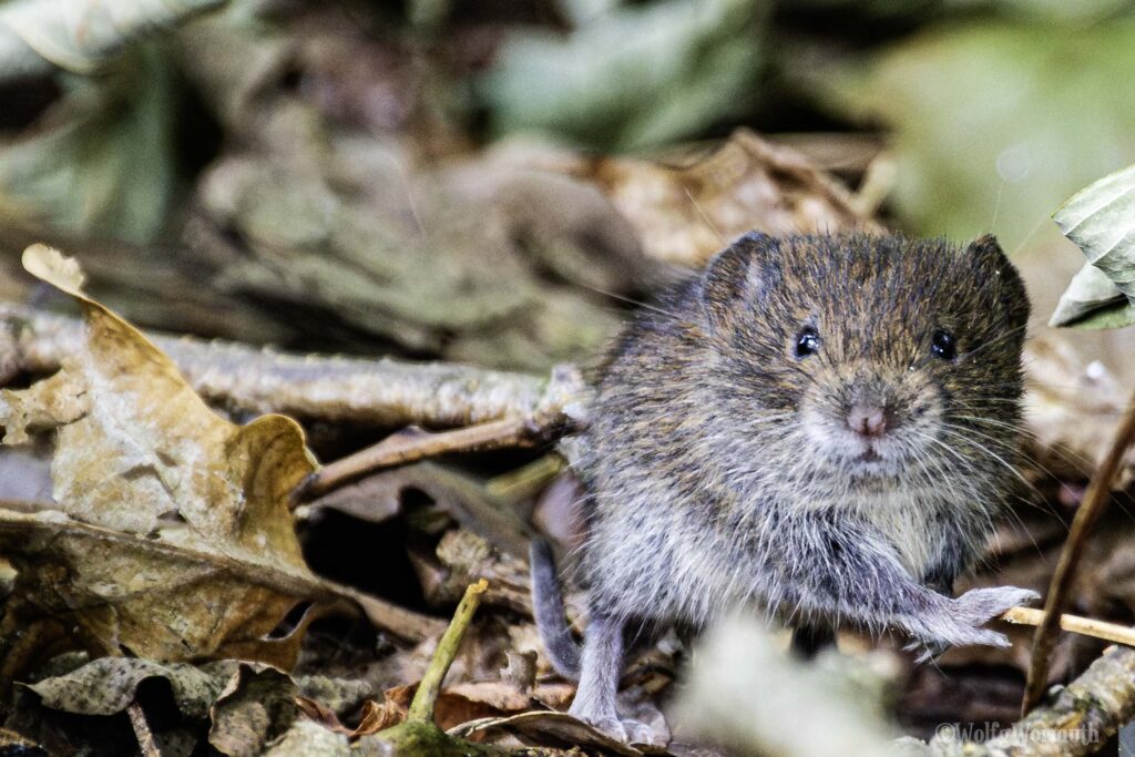 Feldmaus mit Blick in die Kamera im Wald.