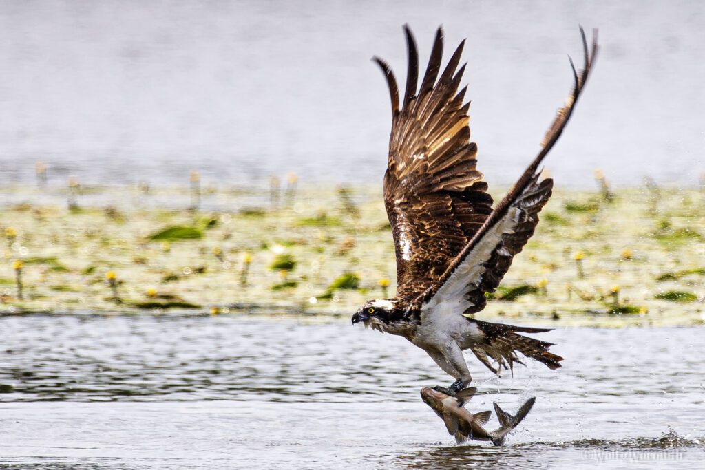 Fischadler an der Havel beim Fischfang