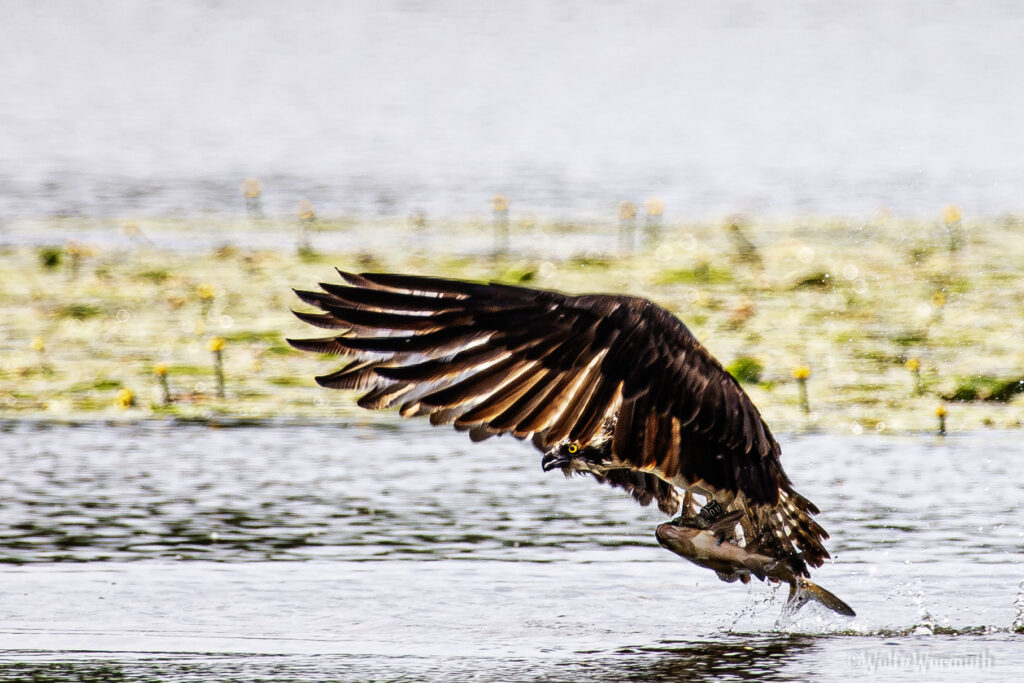 Fischadler an der Havel beim Fischfang