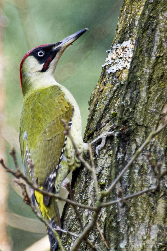 Grünspecht männchen am Baumstamm.