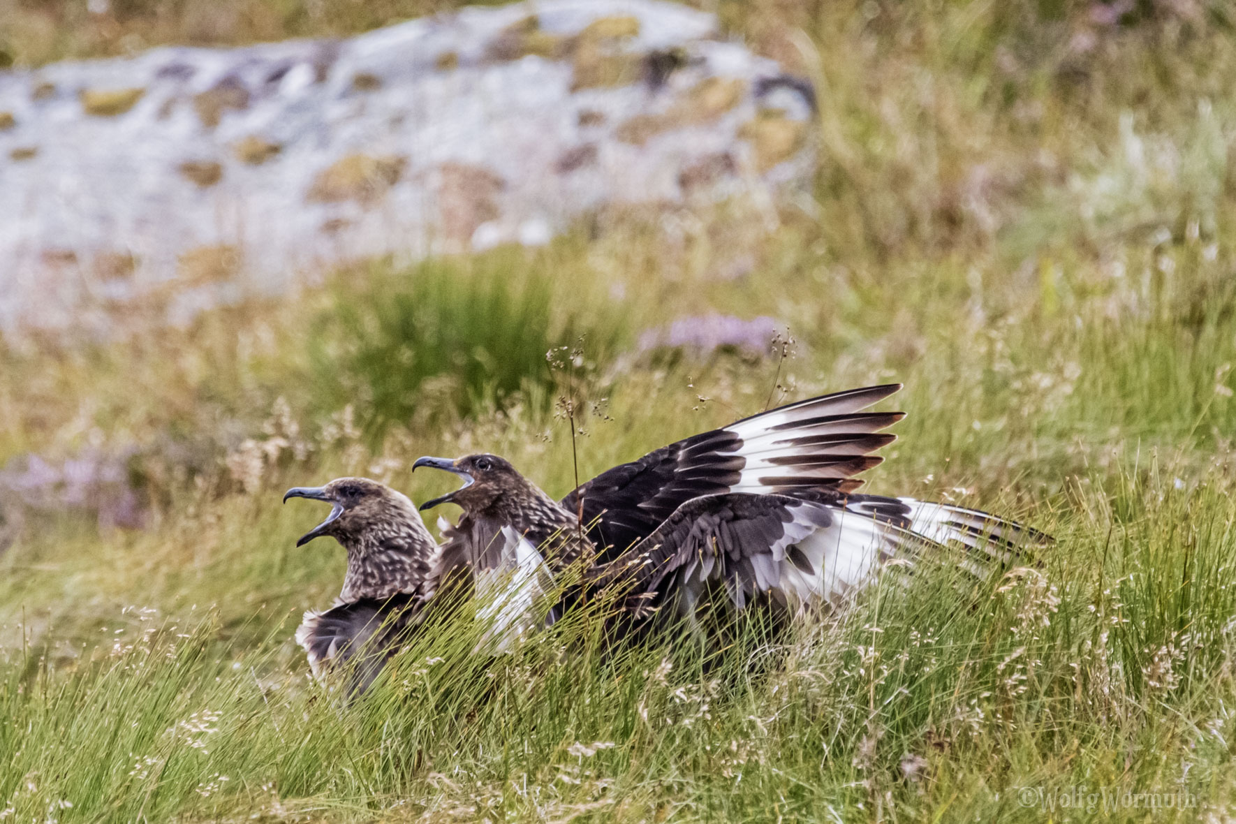 Skua auf der Wiese.