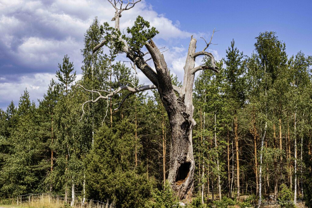 Eichen Baum, sieht aus als wenn er Hilfe ruft !!!