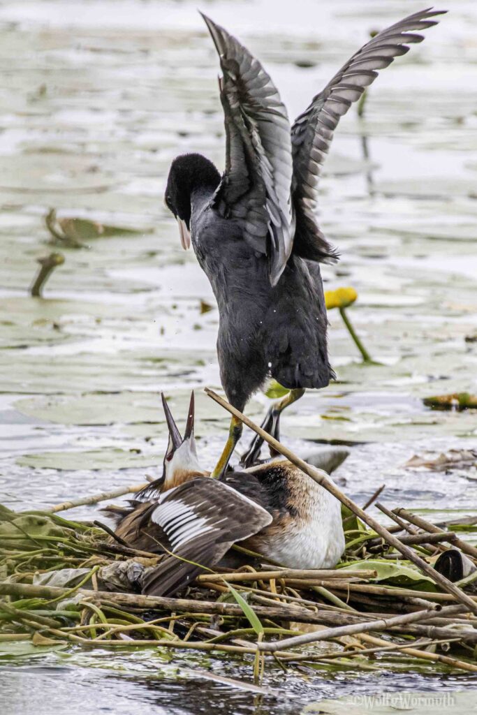 Blässhuhn greift Haubentaucher an.