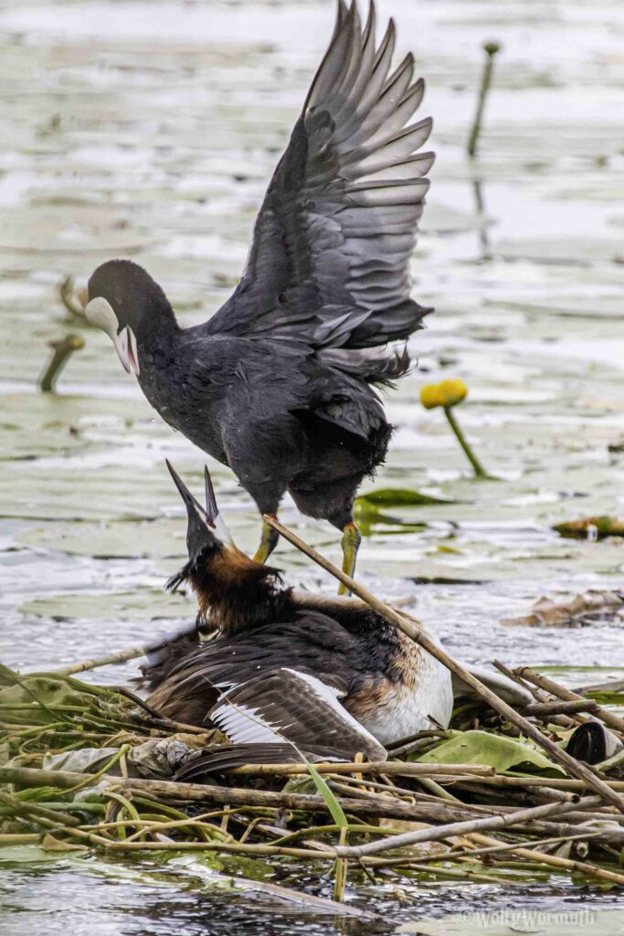 Blässhuhn greift Haubentaucher an.