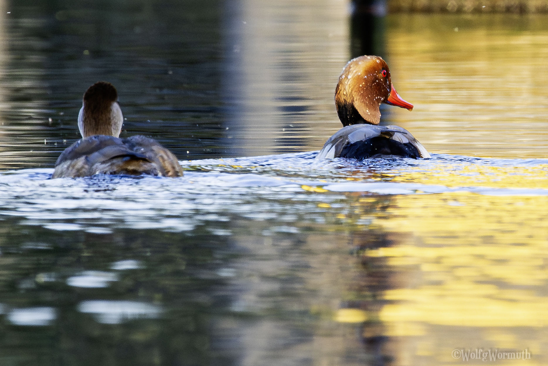 Kolbenente auf dem Wasser