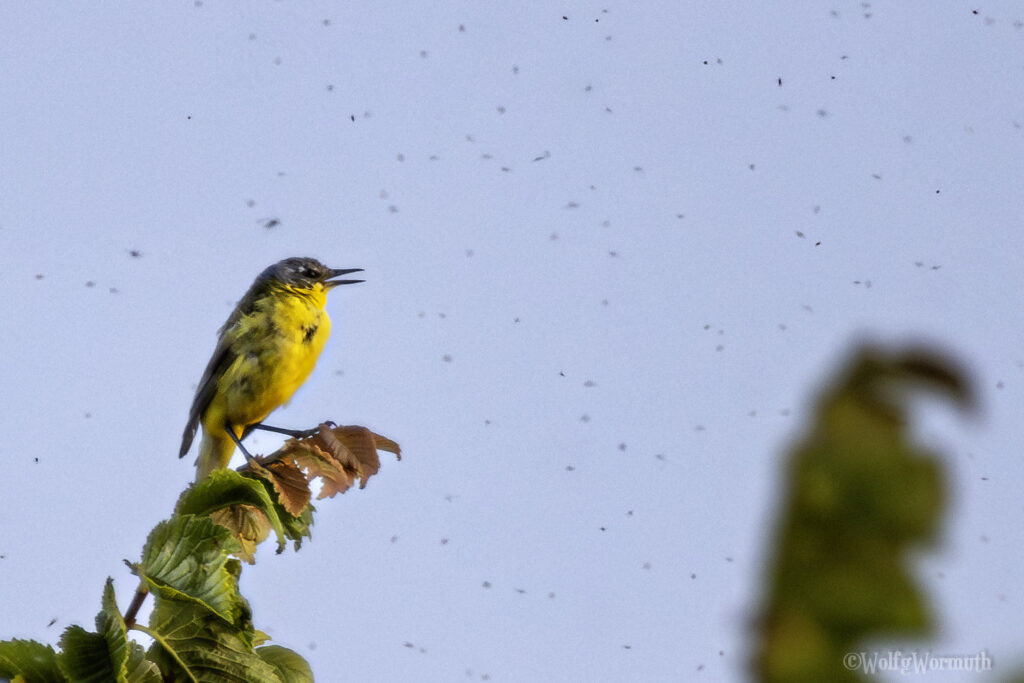 Schafstelze Männchen auf einem Ast mit vielen Insekten um sich herum.