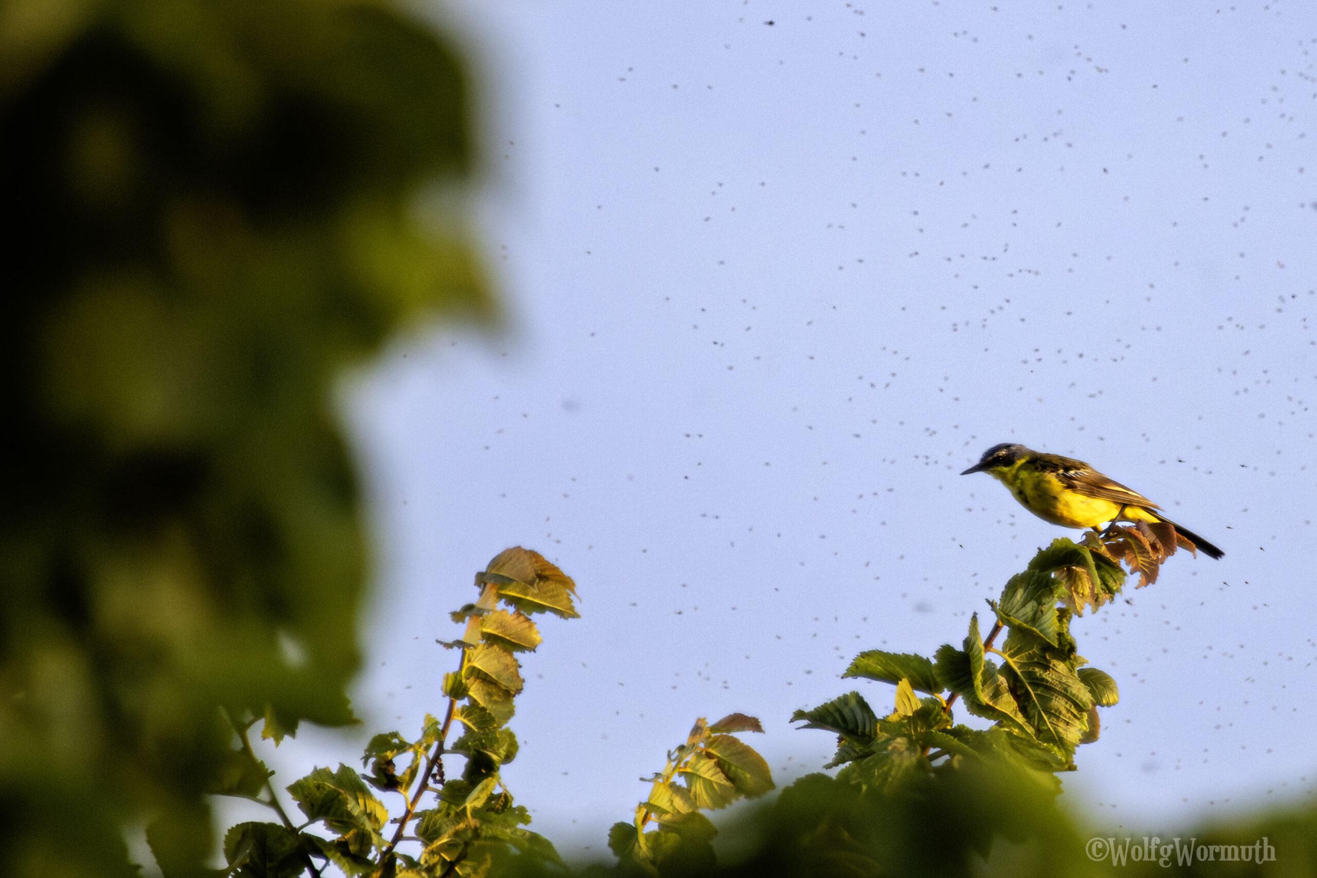Schafstelze auf einem Ast mit viel Insekten um sich herum.