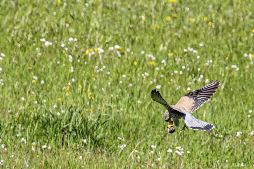 Turmfalke mit Beute