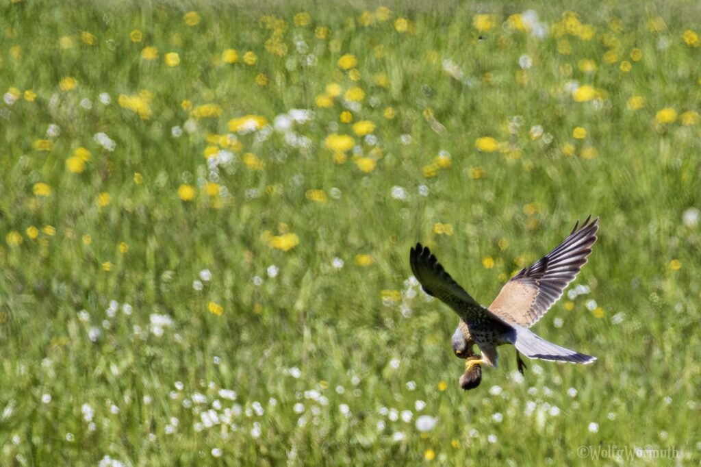 Turmfalke mit Beute