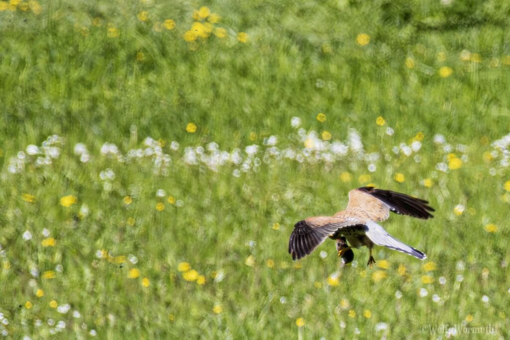 Turmfalke mit Beute