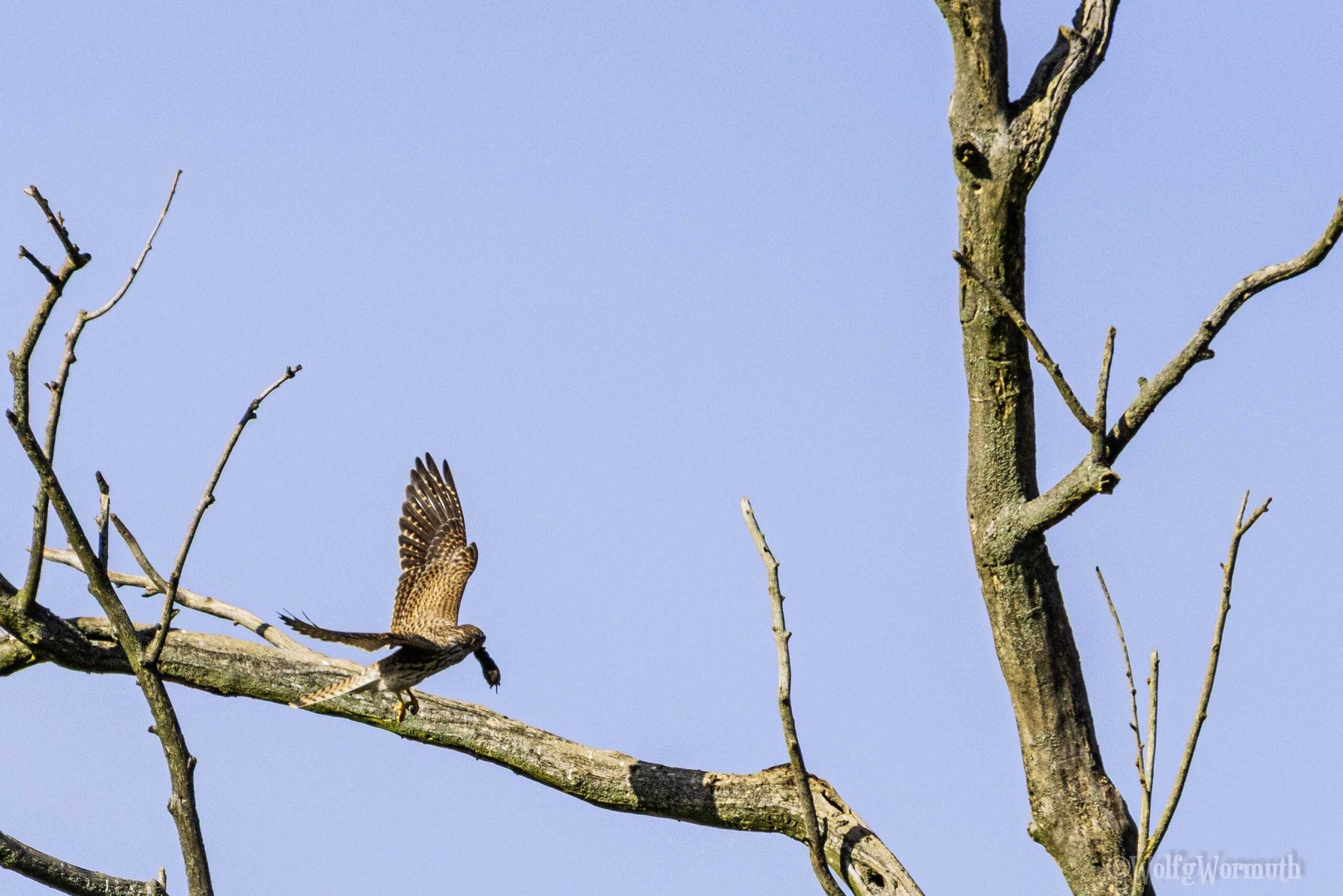 Turmfalke mit Beute
