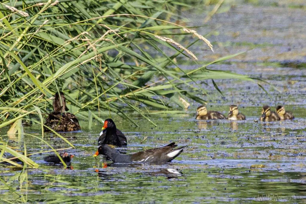 Teichhuhn und Stockente friedlich beisammen.
