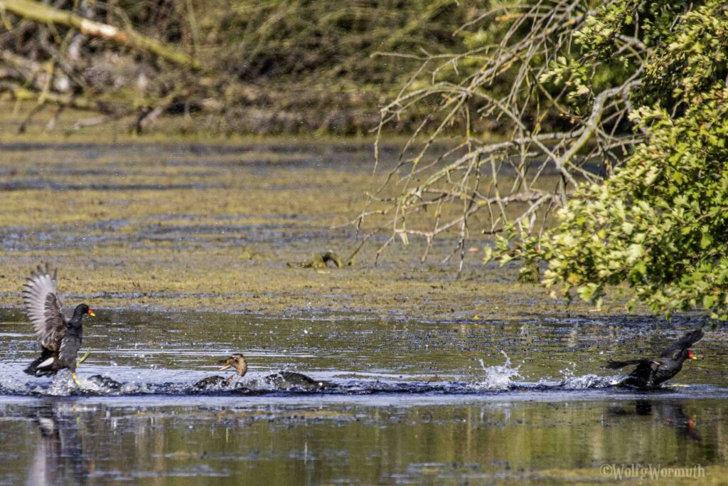 Teichhuhn und Stockente im Kampf um Habitate im Wasser.