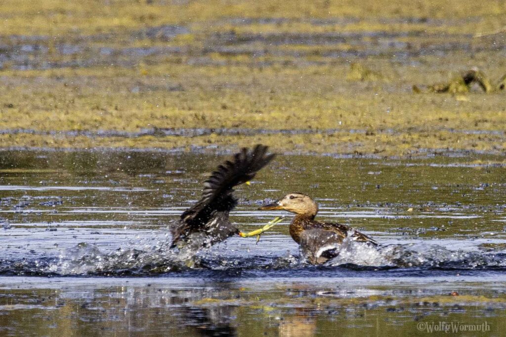 Teichhuhn und Stockente im Kampf um Habitate im Wasser.