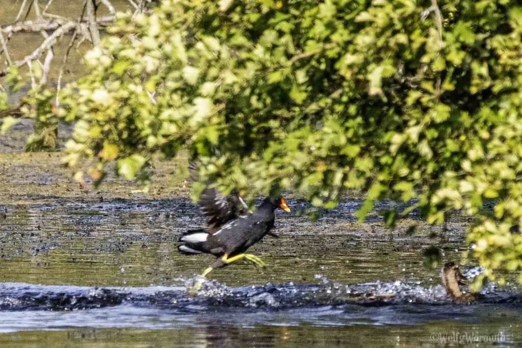 Teichhuhn und Stockente im Kampf um Habitate im Wasser.