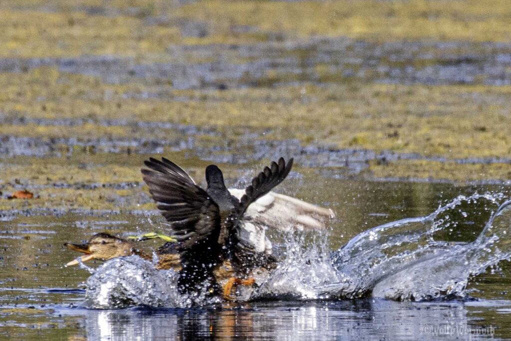 Teichhuhn und Stockente im Kampf um Habitate im Wasser.