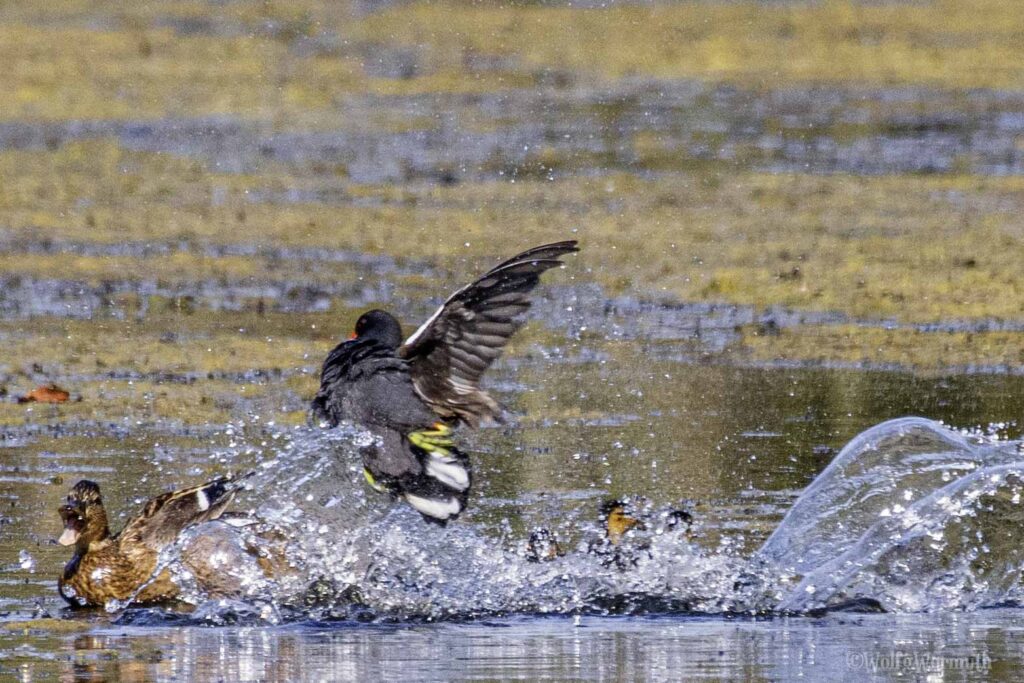 Teichhuhn und Stockente im Kampf um Habitate im Wasser.