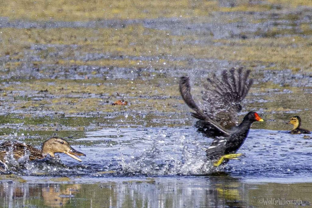 Teichhuhn und Stockente im Kampf um Habitate im Wasser.