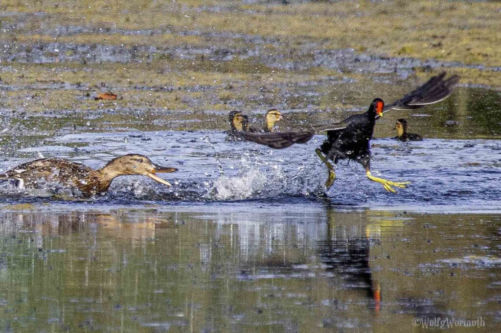Teichhuhn und Stockente im Kampf um Habitate im Wasser.