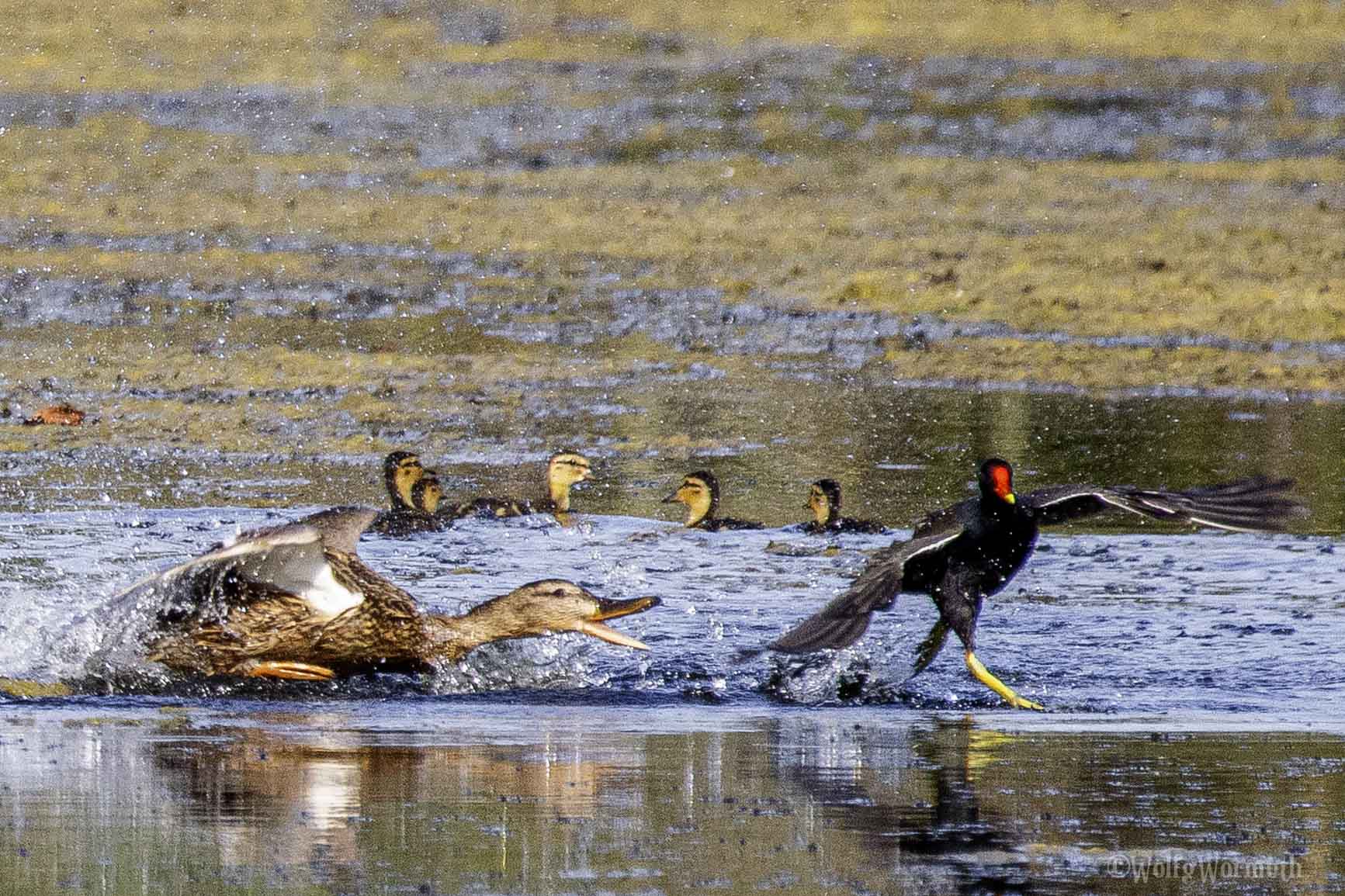 Teichhuhn und Stockente im Kampf um Habitate im Wasser.