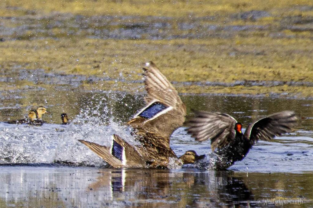 Teichhuhn und Stockente im Kampf um Habitate im Wasser.