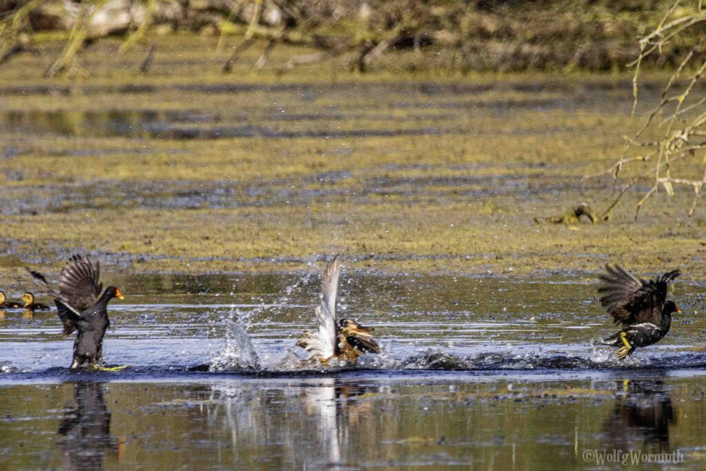 Teichhuhn und Stockente im Kampf um Habitate im Wasser.