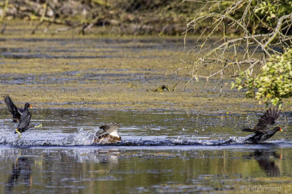 Teichhuhn und Stockente im Kampf um Habitate im Wasser.