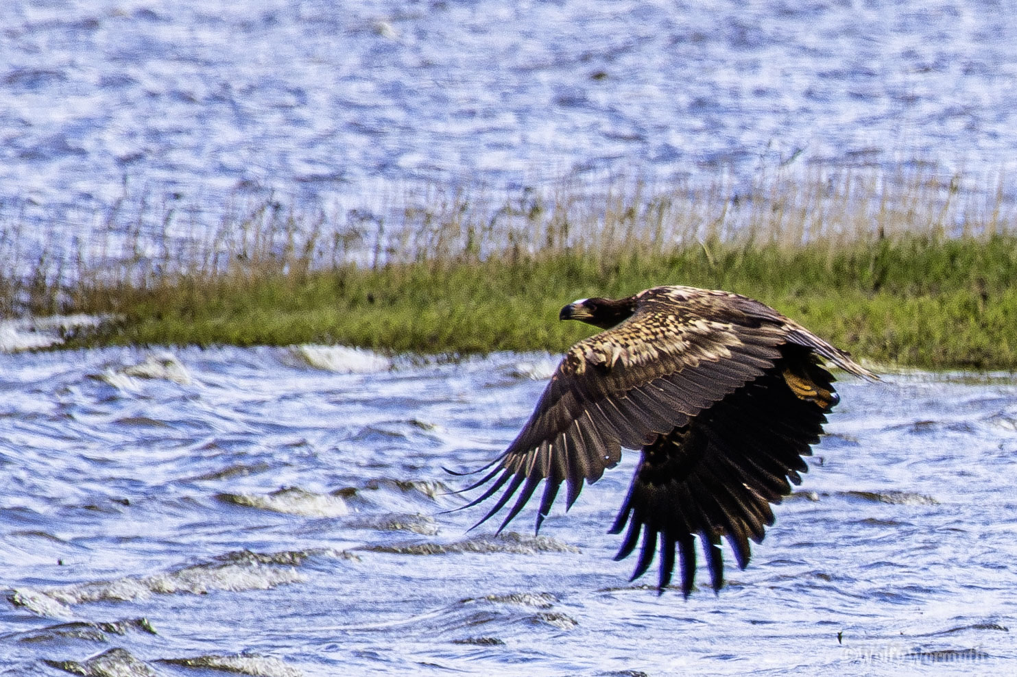 Seeadler fliegt über Wasser.
