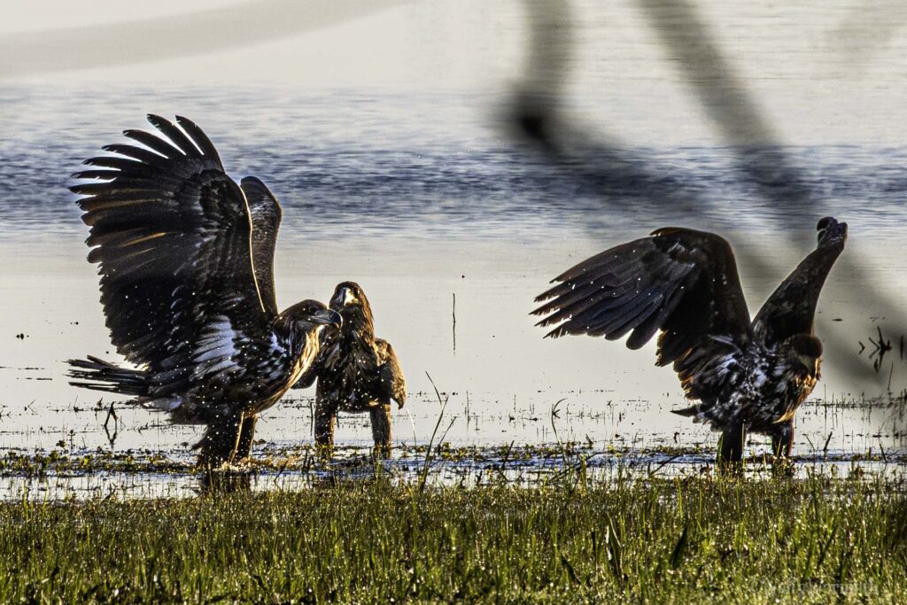 Drei Seeadler am Gülper See.