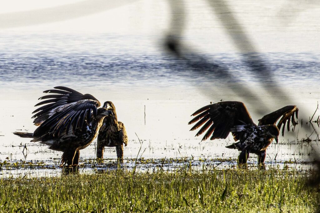Drei Seeadler am Gülper See.