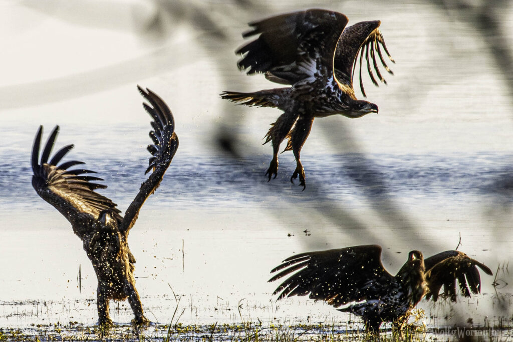 Drei Seeadler am Gülper See.