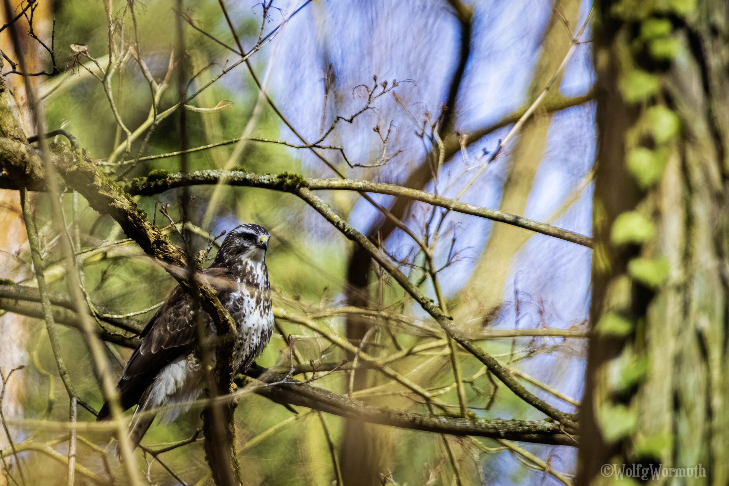 Mäusebussard im Baum auf Beutesuche.
