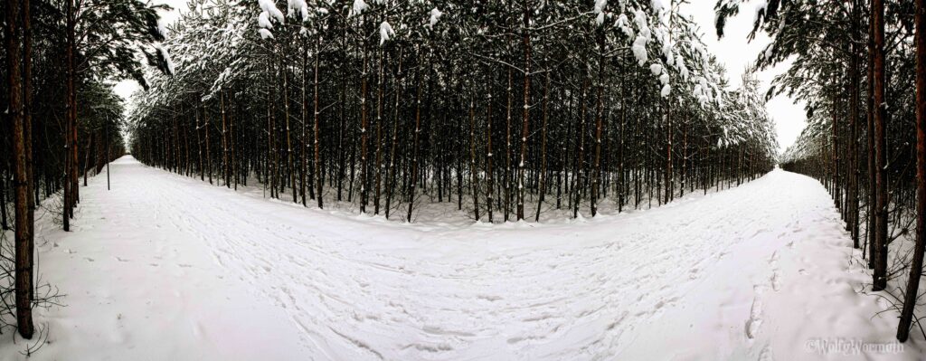 180° Panorama, Waldweg zwischen Hennigsdorf und Spandau